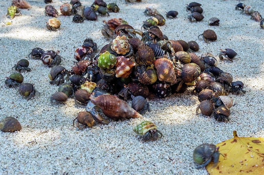 Colorful Hermit Crabs Photograph by Jackson Ball | Fine Art America