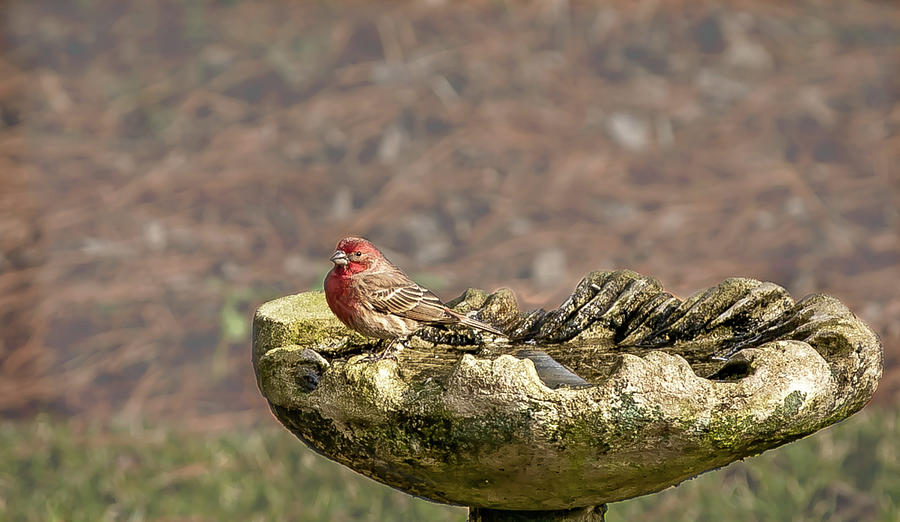 Colorful House Finch at Poolside Digital Art by Ed Stines