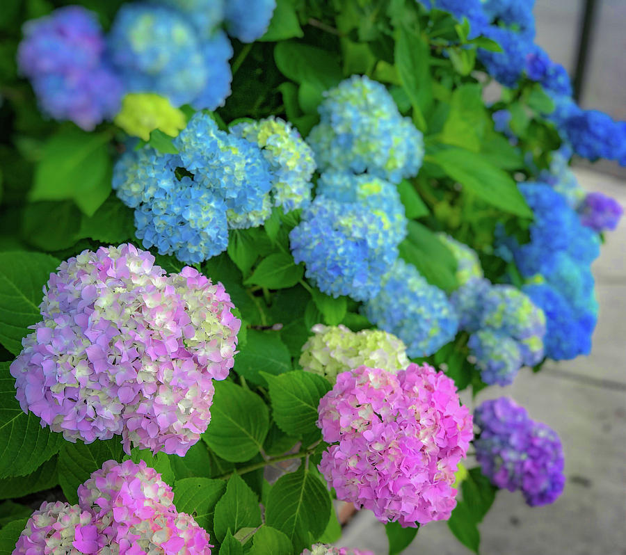 Colorful Hydrangeas Photograph by Lora J Wilson
