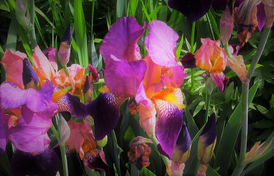 Colorful Iris Symphony Photograph by Sharon Ackley