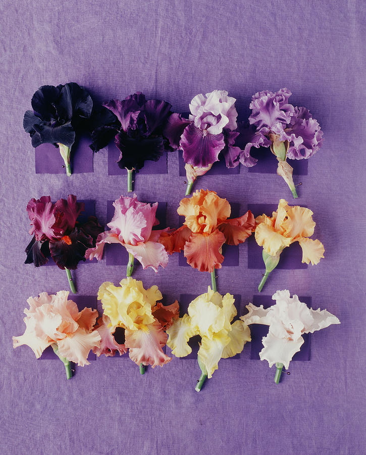 Colorful Irises Pinned To A Purple Photograph by Victoria Pearson