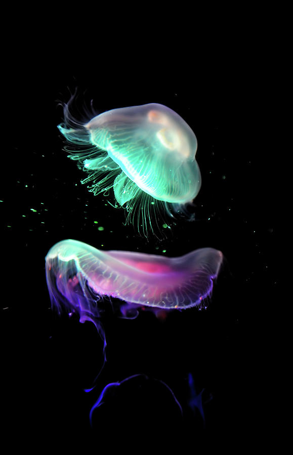 Colorful Jellyfish Photograph by Freder