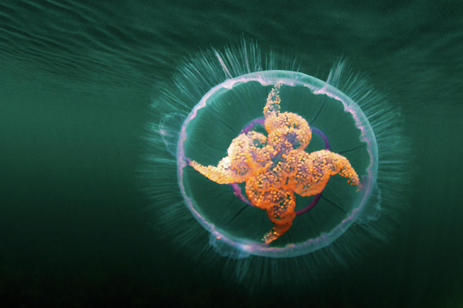Wildlife Digital Art - Colorful Jellyfish Swimming Underwater by George Karbus Photography