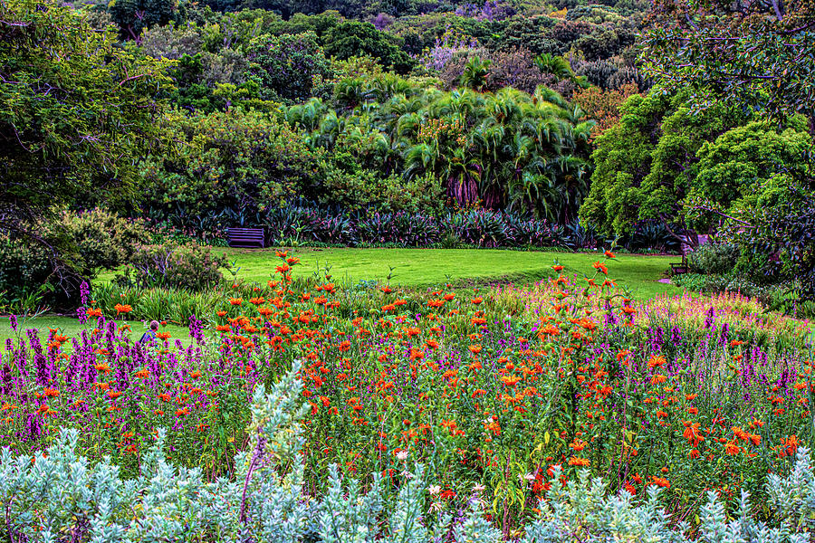 Colorful Kirstenbosch Gardens  Photograph by Douglas Wielfaert