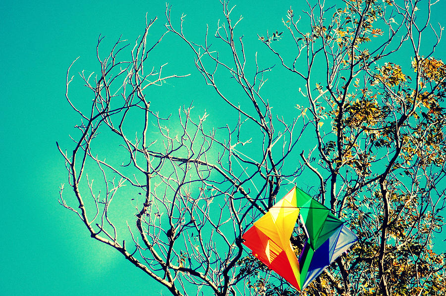 Colorful Kite Stuck In A Tree Photograph by Meredith Winn Photography