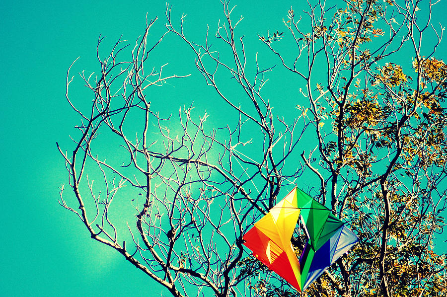 Austin Photograph - Colorful Kite Stuck In A Tree by Meredith Winn Photography