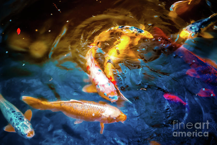 Colorful Koi Photograph by Colleen Kammerer