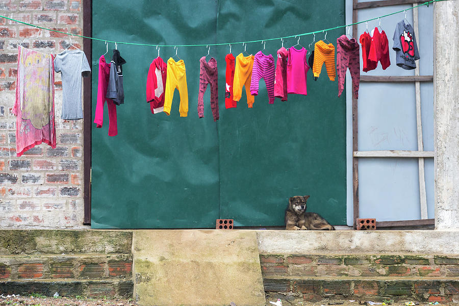 Colorful Laundry Hangs On A Clothes Line While A Dog Lies Below It. Photograph by Cavan Images Colorful Laundry Hangs On A Clothes Line While A Dog Lies Below It. Photograph by Cavan Images