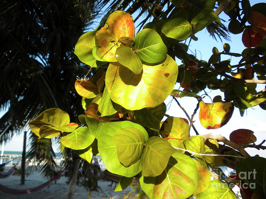 Colorful Leaves by Randall Saltys Colorful Leaves by Randall Saltys