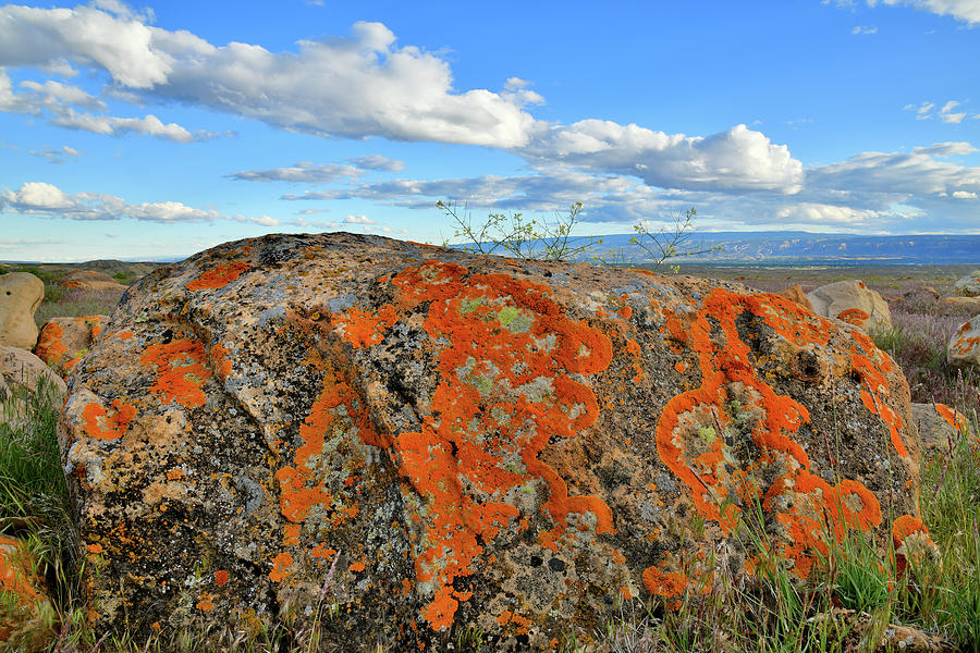 Colorful Lichen Covered Boulders at Book Cliffs Photograph by Ray Mathis