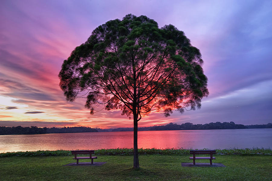 Nature Photograph - Colorful Light Seen Behind Tree by Pang Tze Ru