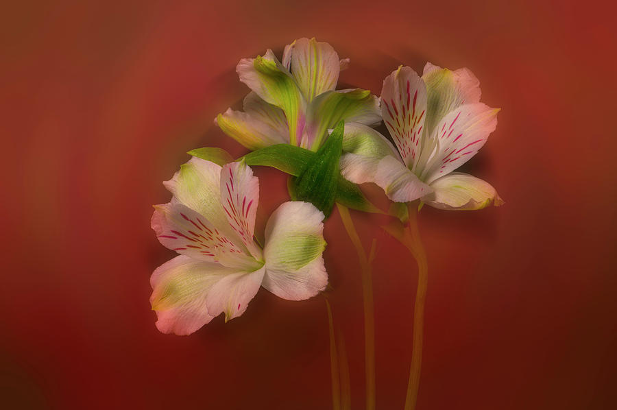 Colorful Lily by David Chiles Colorful Lily by David Chiles