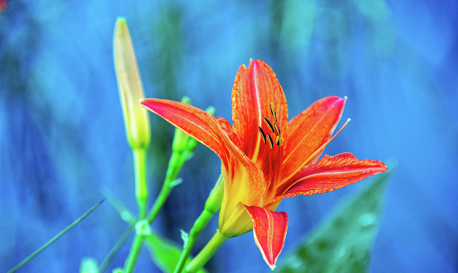 Colorful Lily Photograph by Marcy Wielfaert