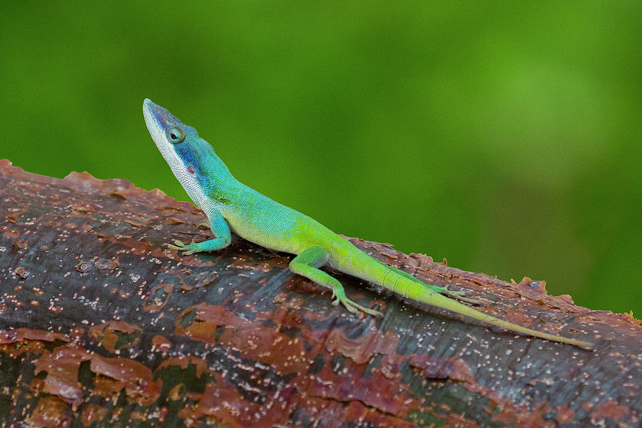 Colorful Lizard On A Trunk In The Caribbean, Cayo Guillermo, Cuba Photograph by Bastian Linder