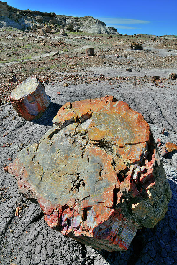 Colorful Logs in Petrified Forest NP Photograph by Ray Mathis