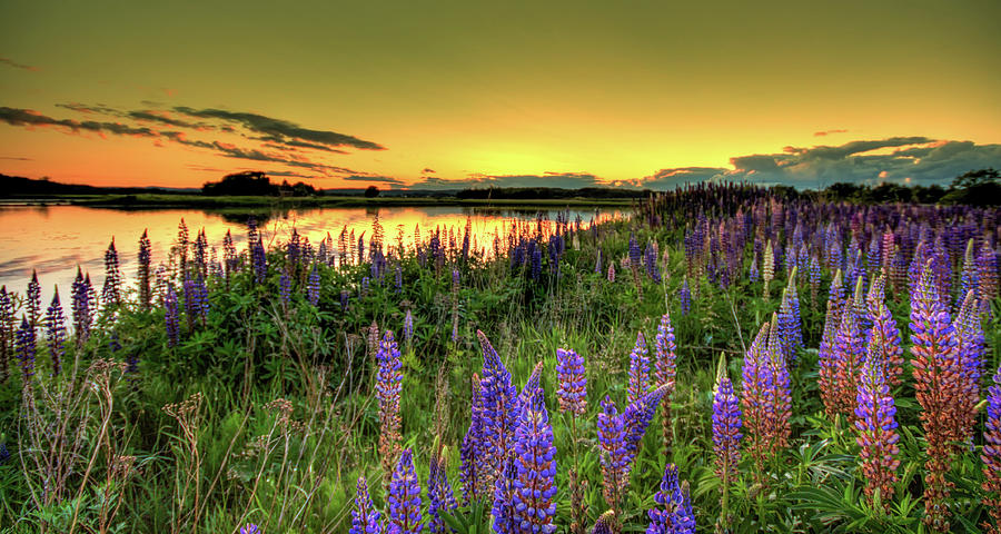 Colorful Lupines Near The Lake Photograph by Baac3nes