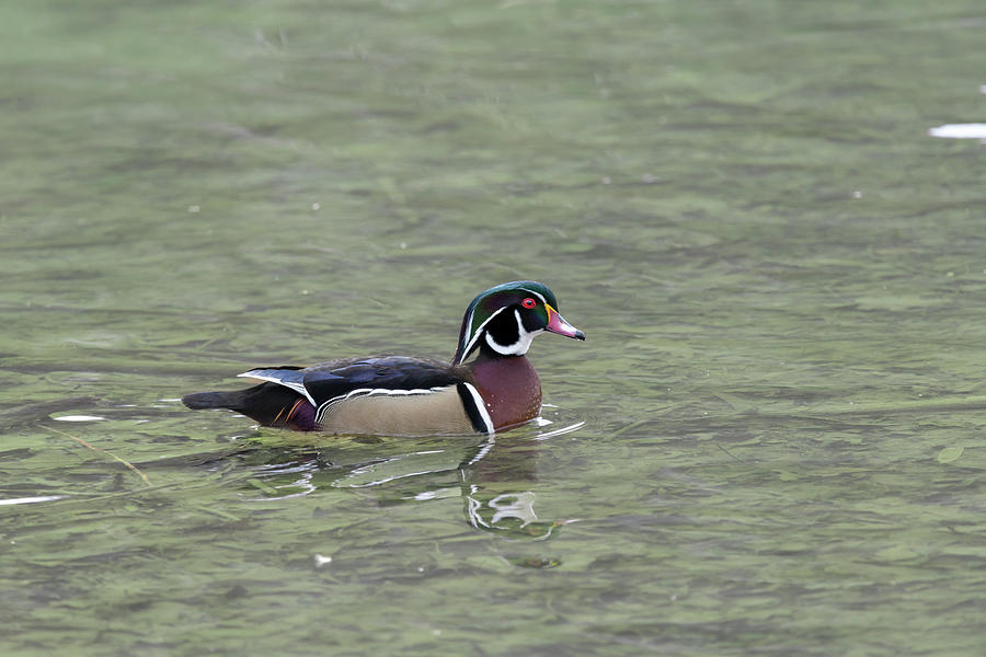 Colorful male wood duck Photograph by Dan Friend