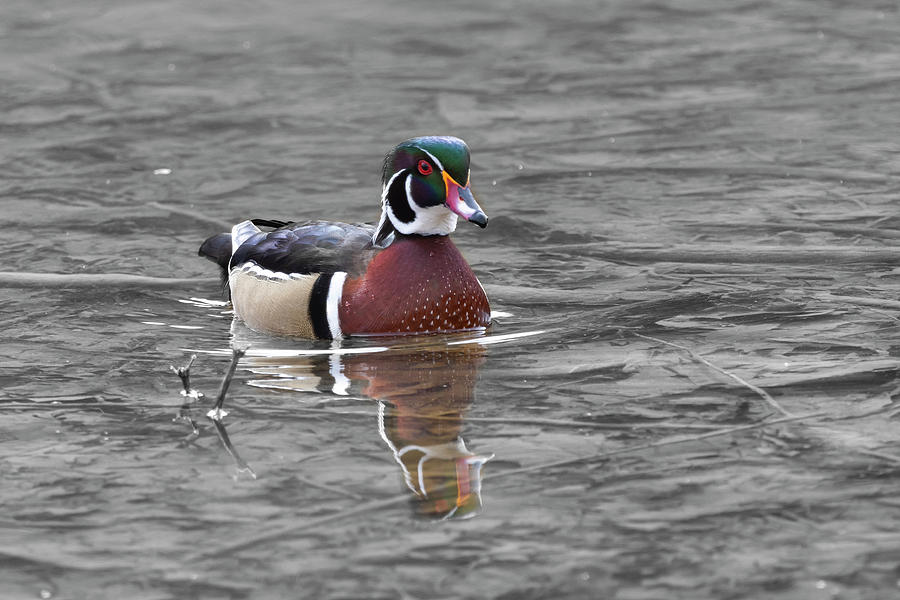 Colorful male wood duck swimming toward camera Photograph by Dan Friend