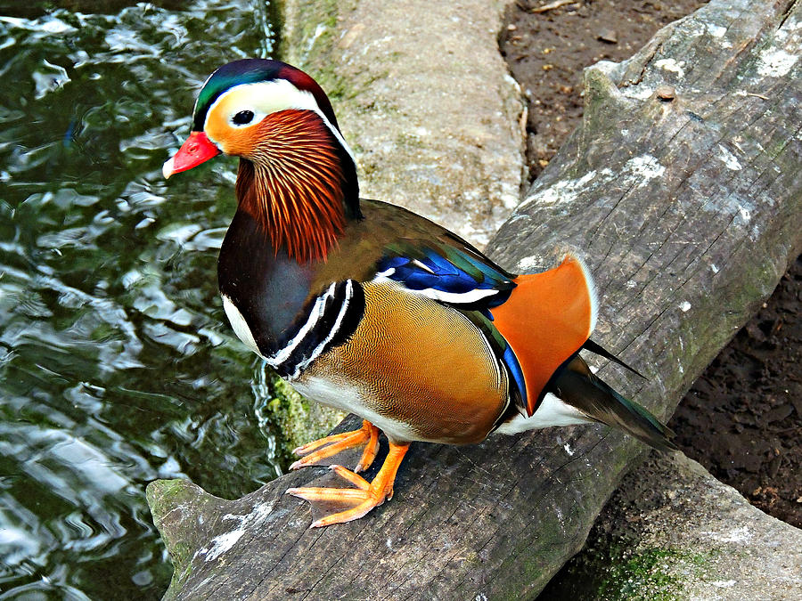 Colorful Mandarin Duck Photograph by Joseph Saenz - Fine Art America