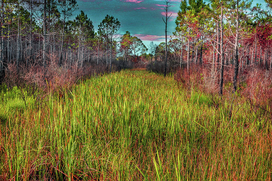 Colorful Marsh Photograph by James C Richardson