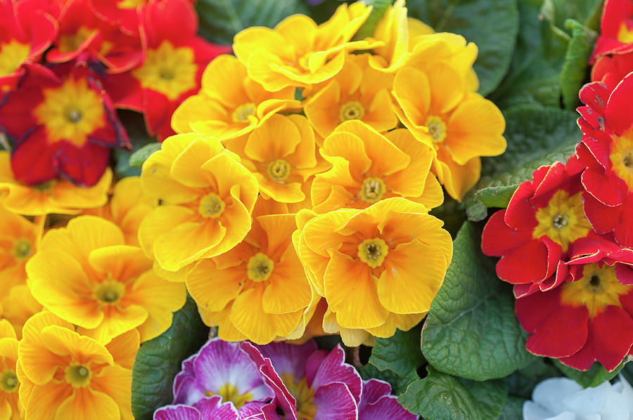 Colorful Mix of Primula Flowers 1 Photograph by Jenny Rainbow