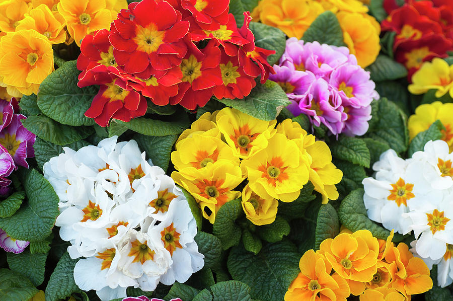 Colorful Mix of Primula Flowers 2 Photograph by Jenny Rainbow