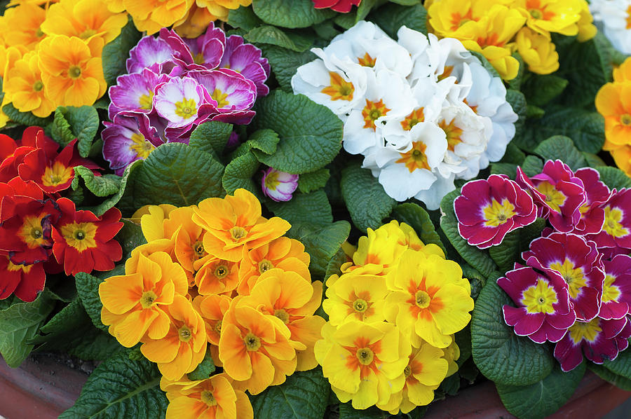 Colorful Mix of Primula Flowers Photograph by Jenny Rainbow