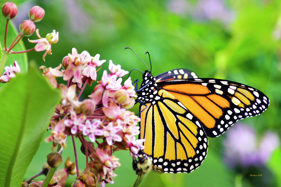 Colorful Monarch Butterfly Photograph by Christina Rollo