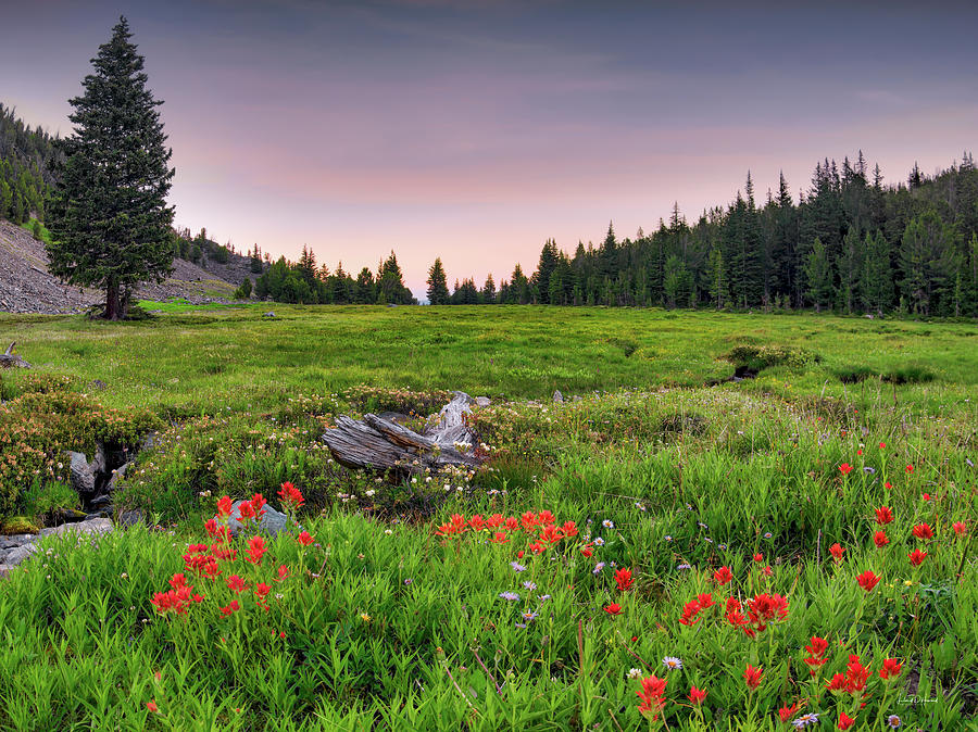 Colorful Mountain Meadow Photograph by Leland D Howard