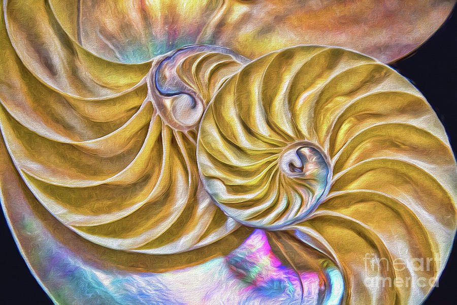 Colorful Nautilus Shells Digital Art by Sharon McConnell