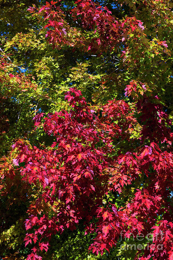 Colorful Oak Leaves Photograph by Jon Burch Photography