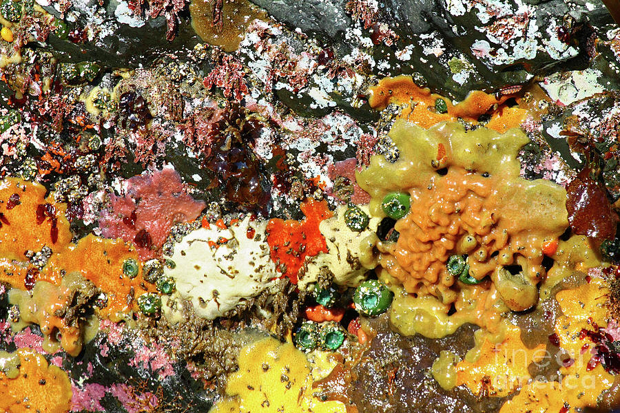 Colorful ocean sponges at low tide Oregon USA Photograph by Robert C Paulson Jr