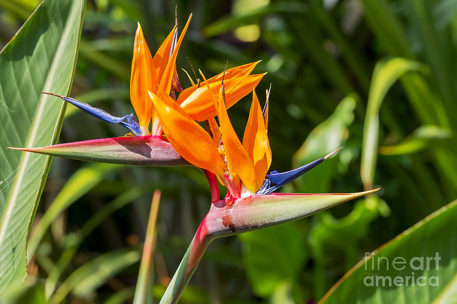 Beauty Photograph - Colorful Of  Bird Of Paradise Flower by Ntdanai