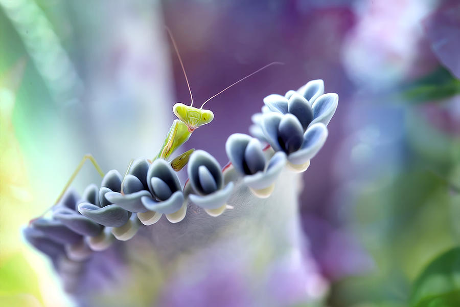 Insects Photograph - Colorful Of Mantis World by Fauzan Maududdin