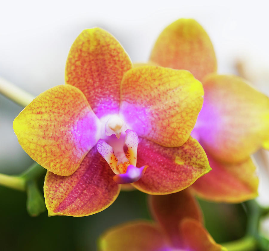 Colorful Orchid Flower Photograph by Martin Wahlborg