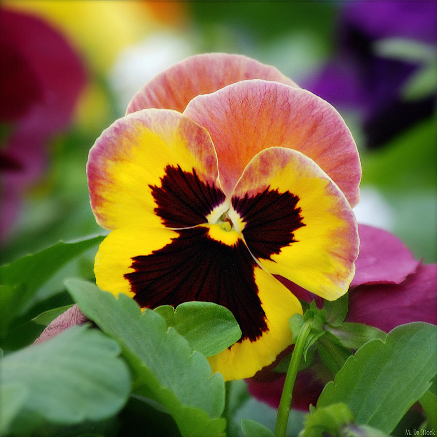 Colorful Pansy Square Format Photograph by Marilyn DeBlock - Fine Art ...