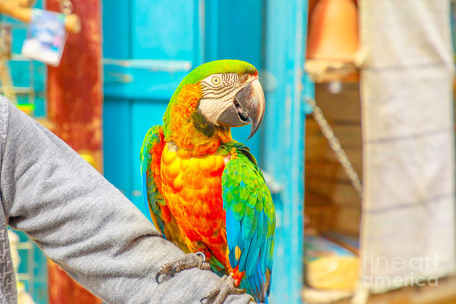 Colorful parrot Bird Souq Photograph by Benny Marty