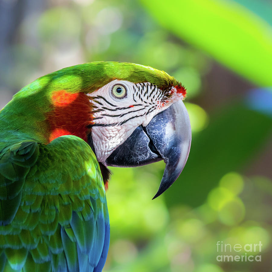 Colorful Parrot in Bright Sunlight 2 Photograph by Liesl Walsh