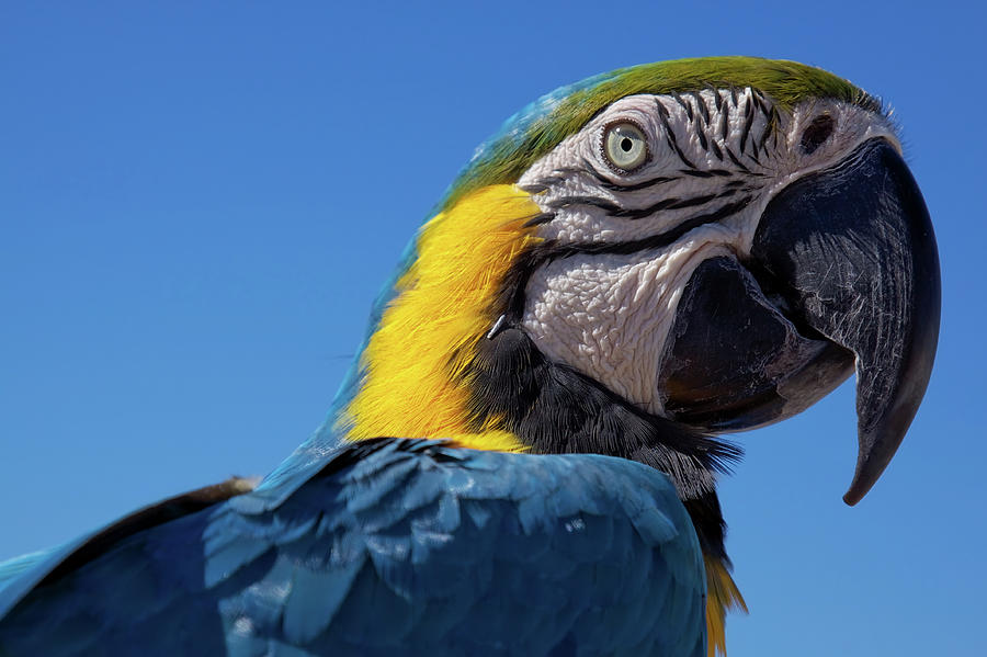 Colorful parrots head Photograph by Tatiana Travelways