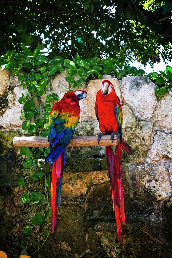 A Pair Of Colorful Macaws Photograph by Pheasant Run Gallery