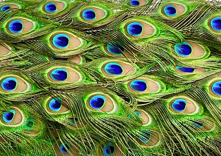 Free Peacock Feathers Stock Photo - FreeImages.com
