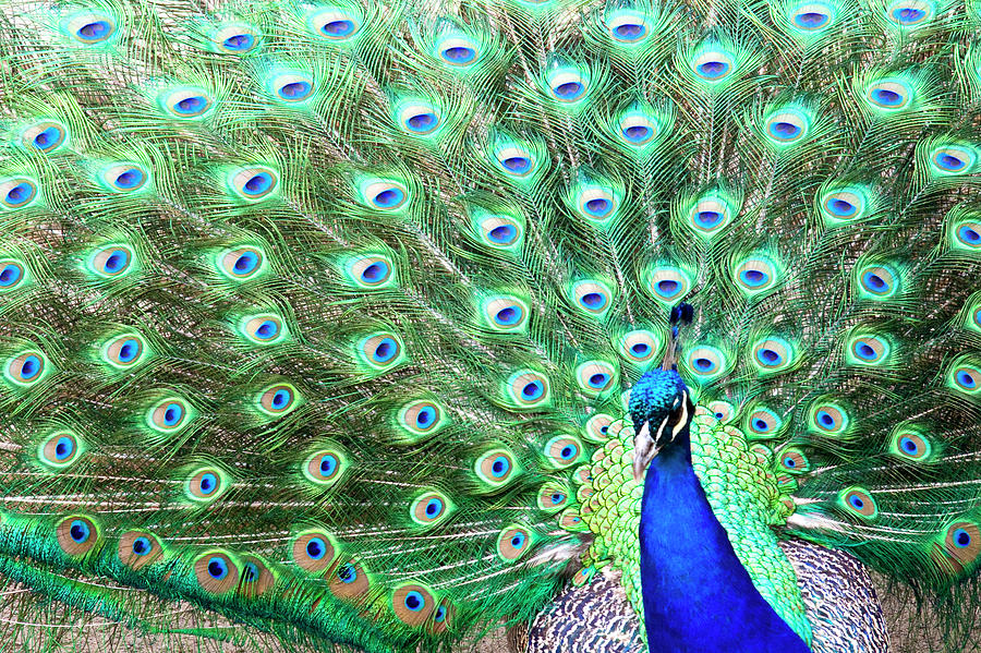 Colorful Peacock Photograph by Ideeone