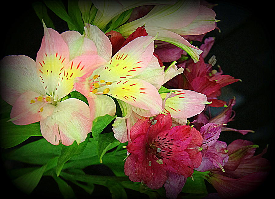 Colorful Peruvian Lilies Photograph by Dora Sofia Caputo