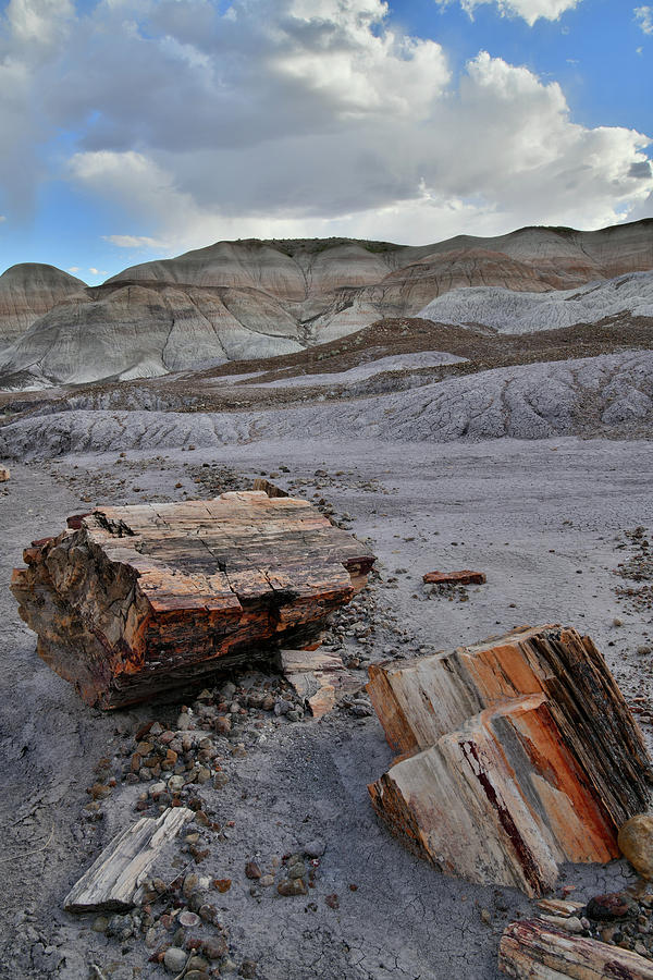 Colorful Petrified Wood in Blue Mesa Photograph by Ray Mathis