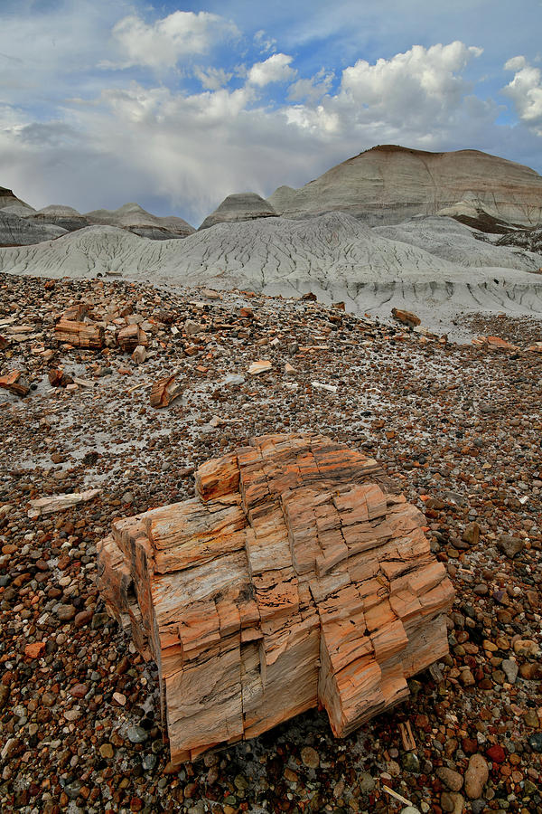 Colorful Petrified Wood in Petrified Forest NP Photograph by Ray Mathis
