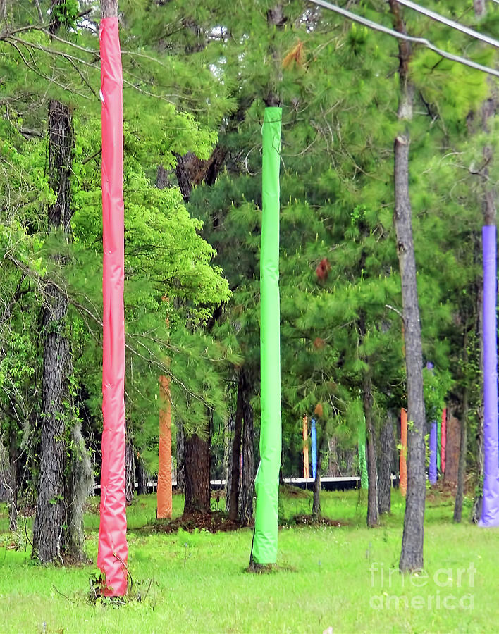 Colorful Pine Trees Photograph by D Hackett