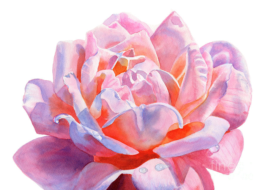 Colorful Pink Rose Blossom on white Painting by Sharon Freeman