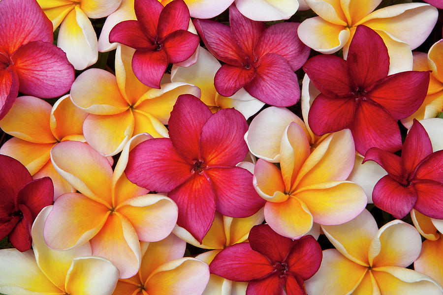 Colorful Pulmeria Or Frangipani Flowers Photograph by Darrell Gulin