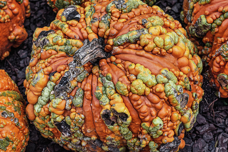 Pumpkin Photograph - Colorful Pumpkin by Randy Bayne Pumpkin Photograph - Colorful Pumpkin by Randy Bayne