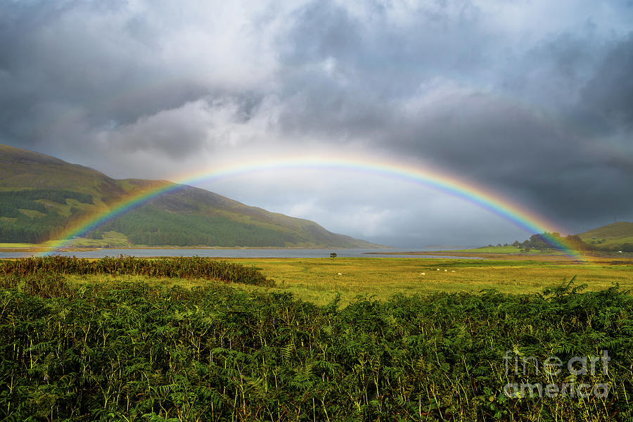 Colorful Rainbow Over Fresh Pasture With Sheep On The Isle Of Skye In Scotland Photograph by Andreas Berthold